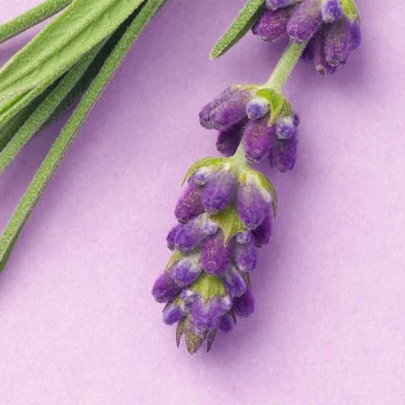 LifeBiome Rise Sleep Tight lavendar concept