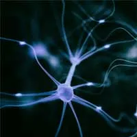 Natural Ways to Increase Serotonin & Dopamine Natural Ways to Increase Serotonin & Dopamine