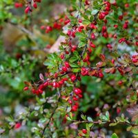 Berberine: What is it & Why Take it?